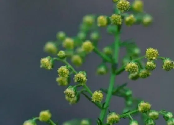 植物百科|黄花蒿属于什么植物类型