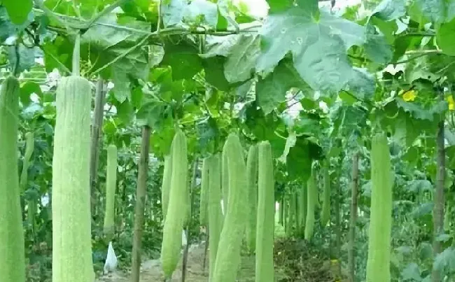 种植管理|丝瓜什么时候种植最好，丝瓜怎样播种与栽培产量高）