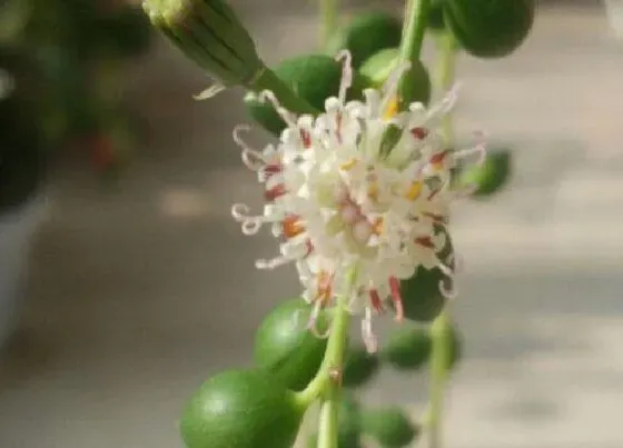 植物百科|情人泪开花吗 开花的寓意与兆头