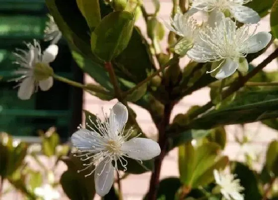 颜色花|车厘子花是什么颜色的