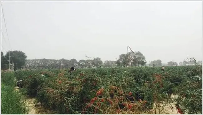 枸杞的肥水管理 | 养殖技术