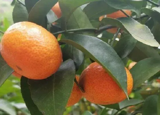 植物产地|湖南沙糖桔产地在哪里