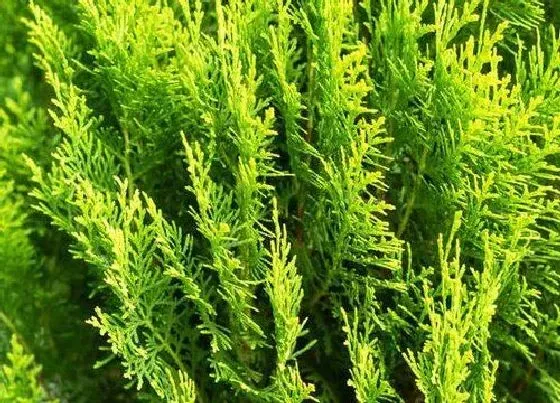 掉叶子|柏树冬天落叶吗