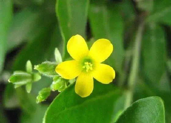 植物百科|黄花酢浆草是什么植物类别