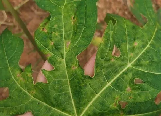 植物病害|木瓜花叶病症状及防治方法