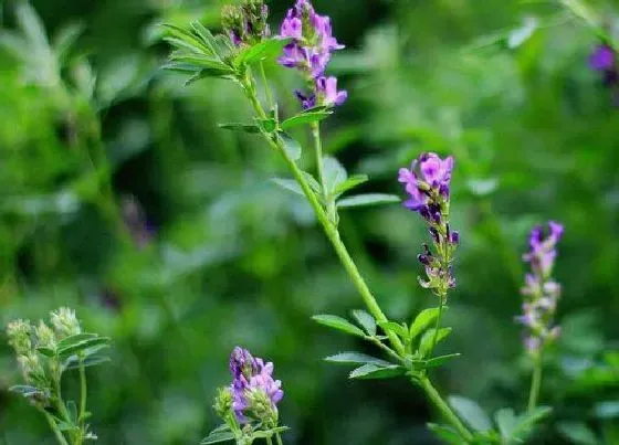 颜色花|苜蓿花是什么颜色的
