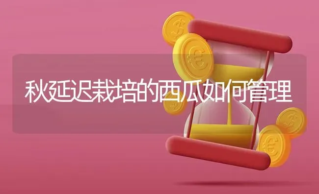 秋延迟栽培的西瓜如何管理 | 瓜果种植