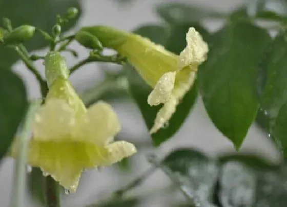 植物百科|绿宝开花吗 开花是什么样的（图片）