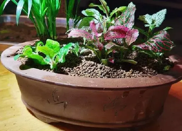 植物浇水|网纹草几天浇一次水 春夏秋冬各不同