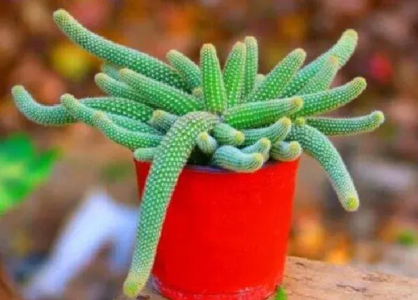 植物移栽|仙人指在什么时候换盆合适（仙人指换盆注意事项与技巧）