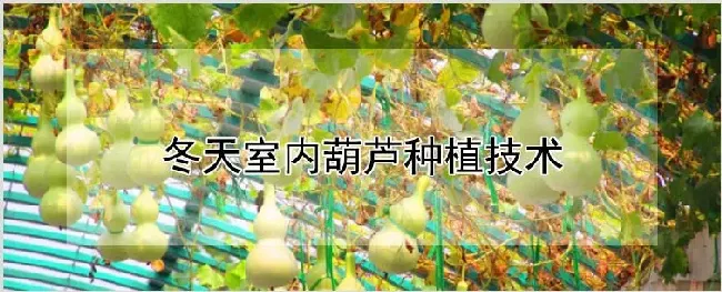 冬天室内葫芦种植技术 | 自然知识