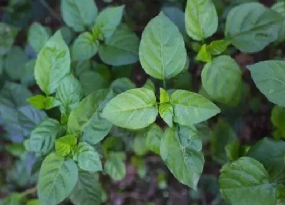 植物百科|绿线叶又叫什么菜