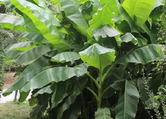 植物百科|香蕉树开花吗 开花是什么样子的