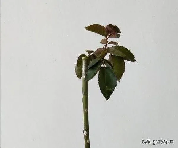 植物嫁接|棒棒糖月季用什么树桩嫁接的，棒棒糖怎么嫁接成活率高）