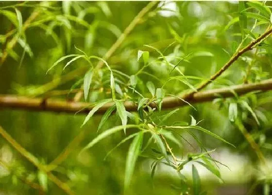 植物百科|柳树属于什么植物类型