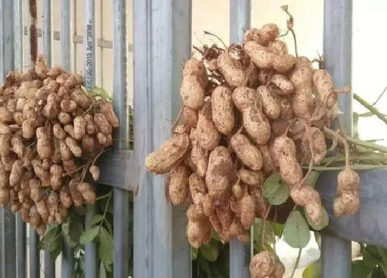 食用须知|仓鼠可以吃花生吗