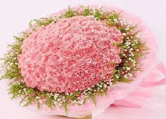 花语|什么花代表母亲节