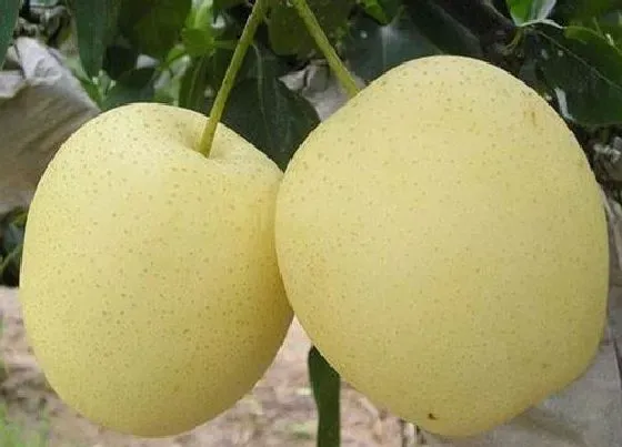 果实成熟|梨几月份成熟上市