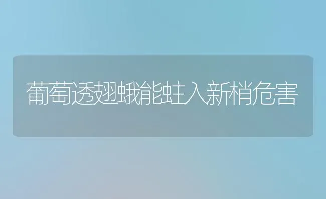 葡萄透翅蛾能蛀入新梢危害 | 瓜果种植