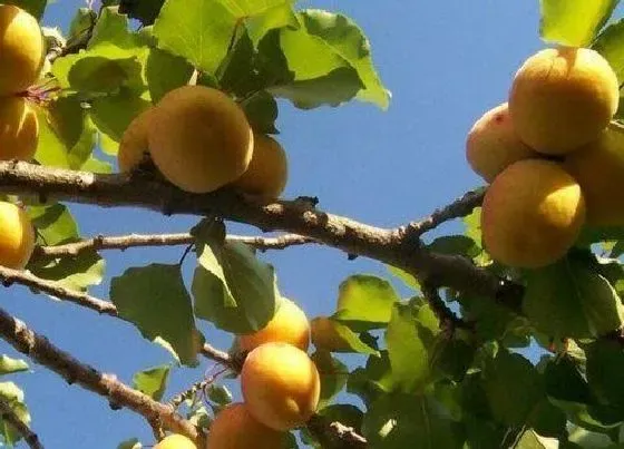 种植位置|杏树可以种在院子里吗