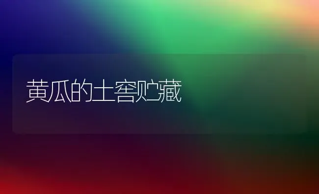 黄瓜的土窖贮藏 | 蔬菜种植