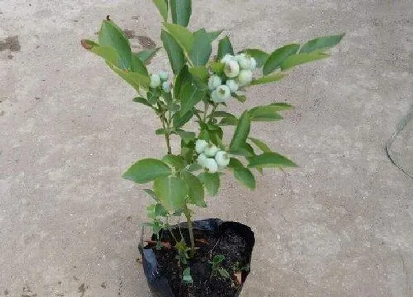 养殖科普|蓝莓可以种在花盆里吗