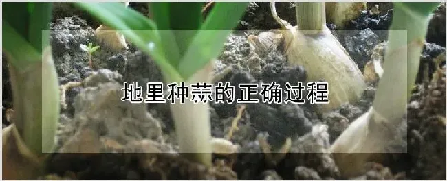 地里种蒜的正确过程 | 自然知识