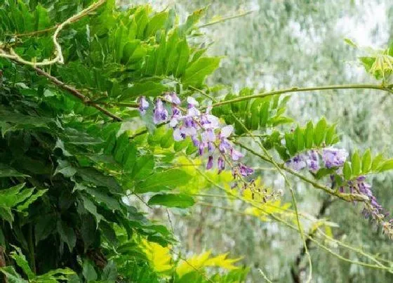 不开花|紫藤花为什么不开花