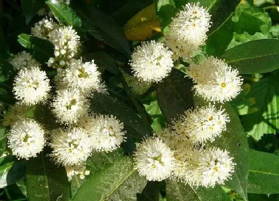 开花时间|桂花一年开几次花