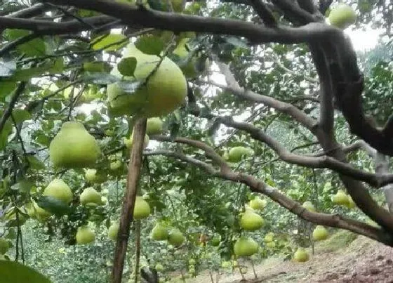 植物修剪|真龙柚怎么剪枝 修剪时间与技术方法