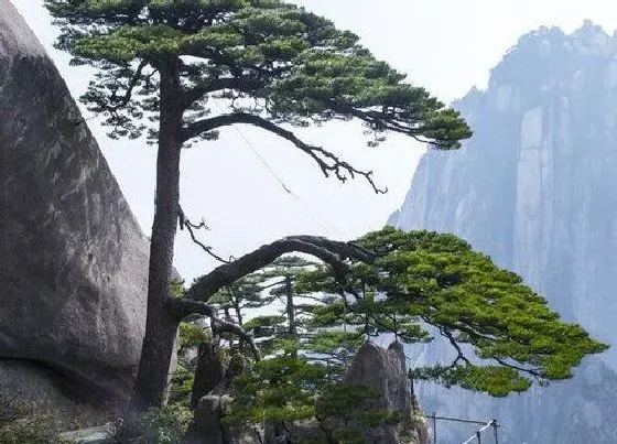 植物种类|迎客松是种子植物吗