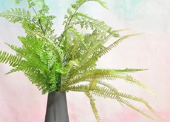 植物种类|阴性植物盆栽有哪些