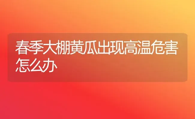 春季大棚黄瓜出现高温危害怎么办 | 蔬菜种植
