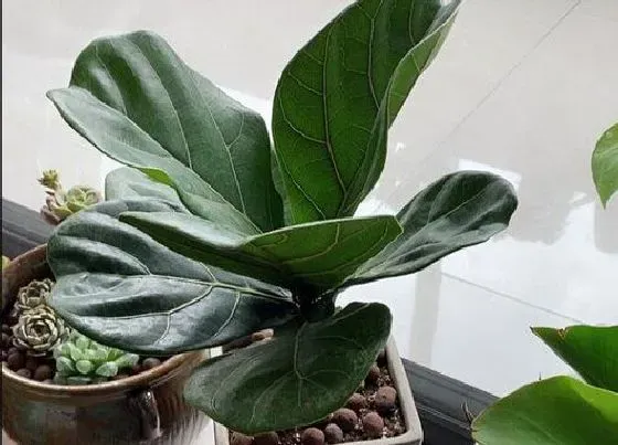 植物毒性|琴叶榕有毒吗 适合在室内或卧室养吗