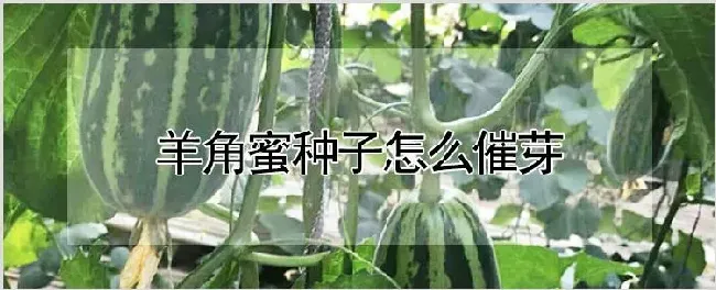 羊角蜜种子怎么催芽 | 养殖技术