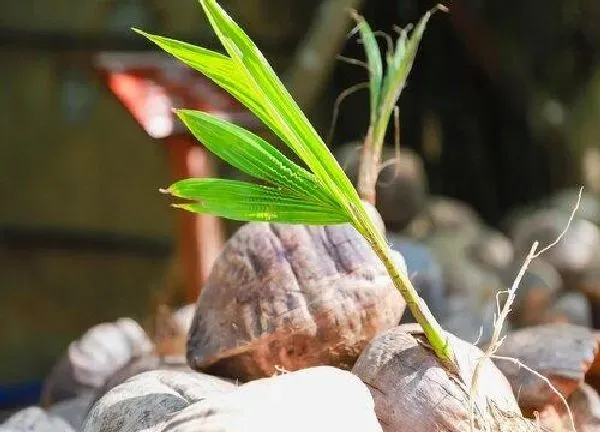 植物发芽|椰子怎么发芽快