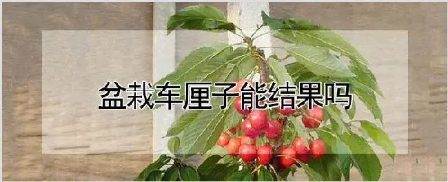 盆栽车厘子能结果吗 | 耕种资料