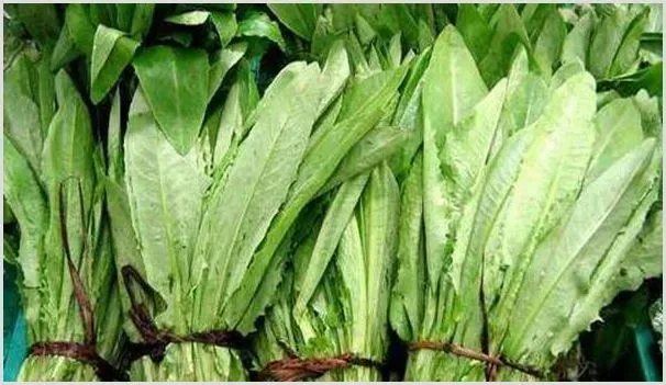 油麦菜播种时间和种植方法 | 自然知识