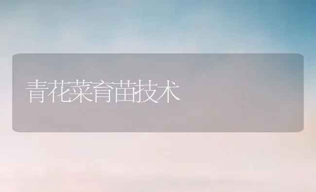 青花菜育苗技术 | 蔬菜种植