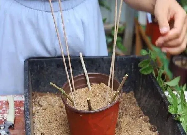 植物扦插|枸杞几月份扦插最好