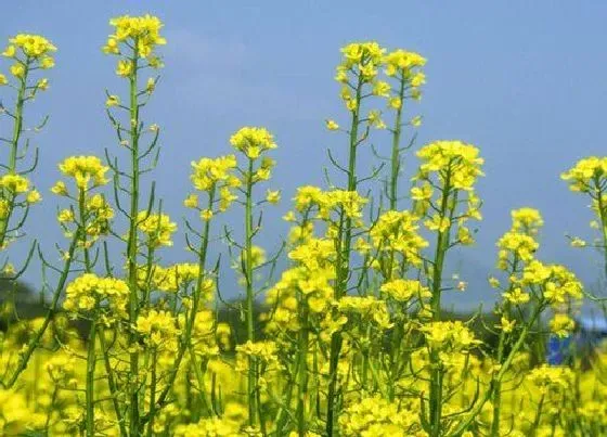 种植管理|油菜花几月份种植合适