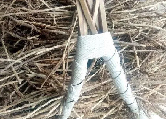 功效常识|茅草根的功效与作用