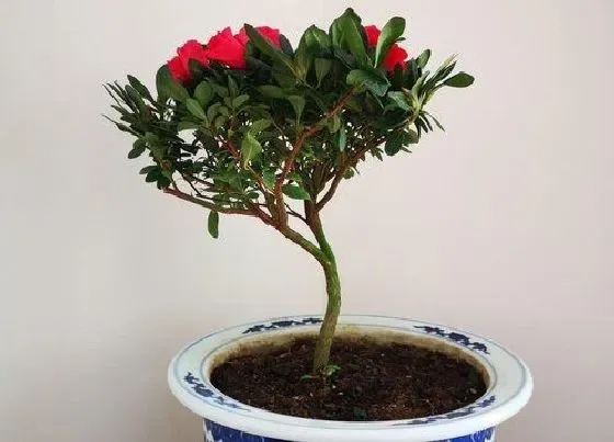 掉叶子|杜鹃掉叶子怎么办
