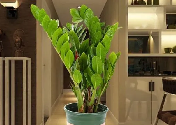 植物浇水|金钱树可以浇啤酒吗 浇啤酒水正确方法