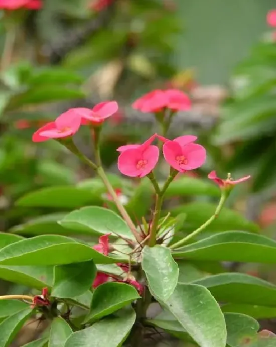植物百科|麒麟花一年能长多高 每年能长多少公分