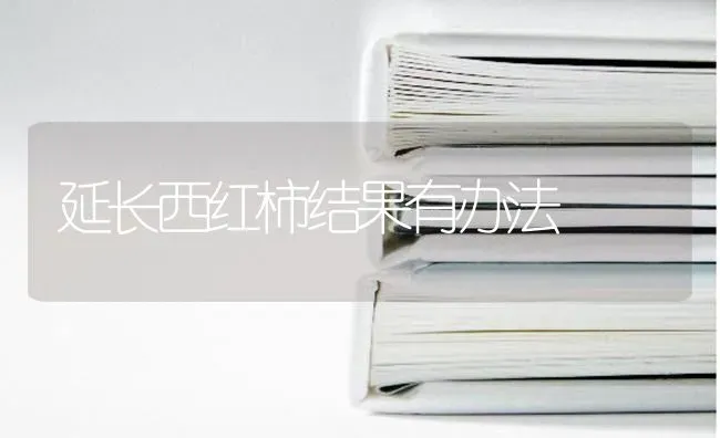 延长西红柿结果有办法 | 瓜果种植