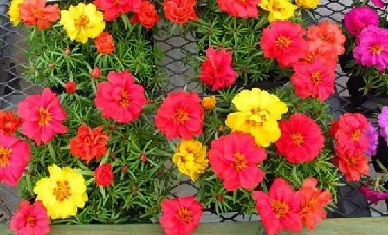 开花时间|牡丹吊兰一年开几次花 花期月份与时间