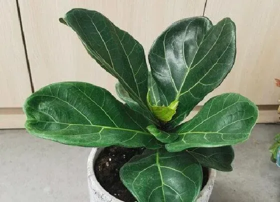 植物毒性|琴叶榕有毒吗 适合在室内或卧室养吗