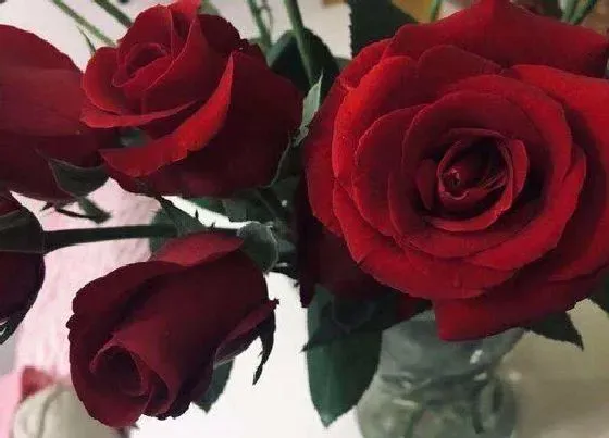 植物寓意|24朵玫瑰花语代表什么意思