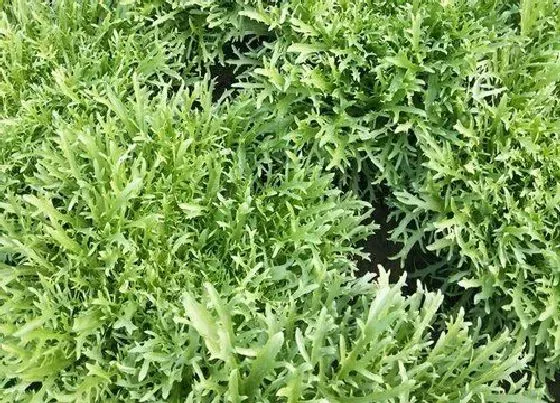 植物播种|苦菊种子怎么种植